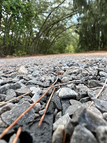 Close up photo of the Virginia Key Basin trail new gravel material